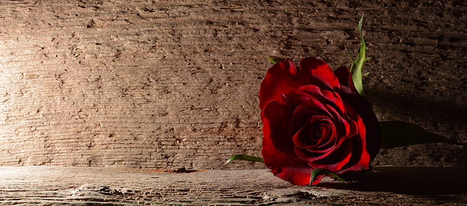 red rose on top of gray concrete surface thumbnail