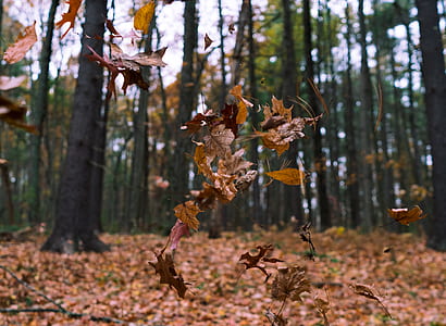close-up photography of brown maple leaves thumbnail