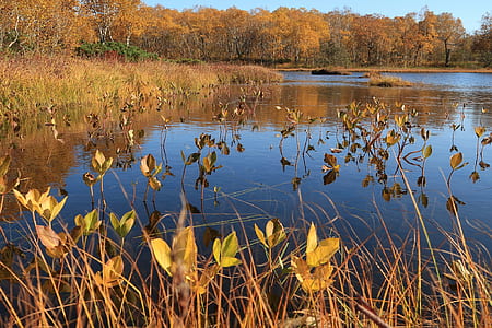 forest near body of water thumbnail