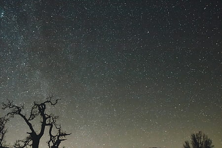 bare trees under starry sky thumbnail