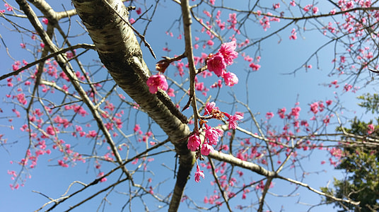 Cherry Blossoms, Spring thumbnail