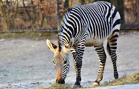 zebra eating grass at daytime thumbnail