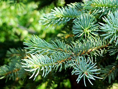 shallow focus photography of pine tree leaves thumbnail
