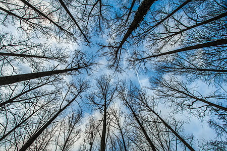 worm's-eye view of bare trees across clouds thumbnail