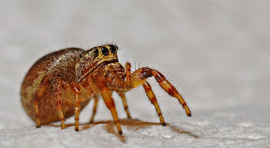 closeup photo of brown jumping spider thumbnail