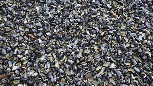 Seashells textures thumbnail