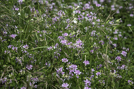 Grass and Purple Flowers at Goose Lake State Wildlife Area thumbnail