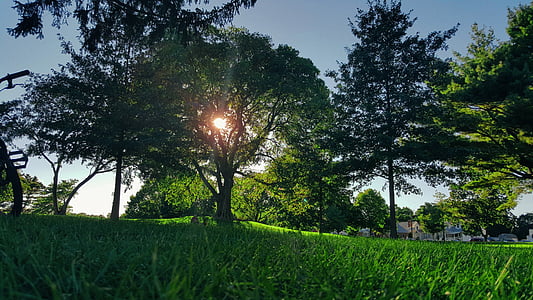 trees on grass field thumbnail