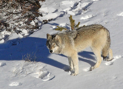 tan wolf on snow terrain thumbnail