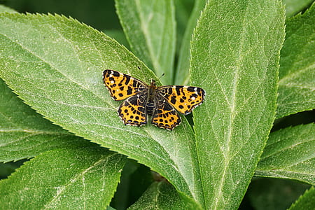 selective focus photography of brown and black butterfly perched on green leaf thumbnail