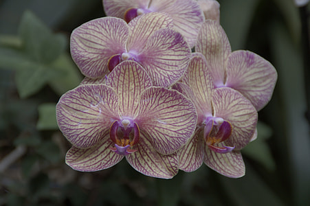 Orchid, Orchids Exhibition thumbnail