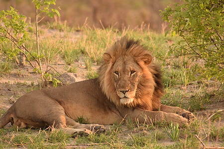 brown lion lying on grass thumbnail