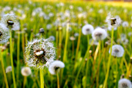 shallow focus of dandelion thumbnail