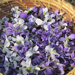 purple flowers in basket thumbnail