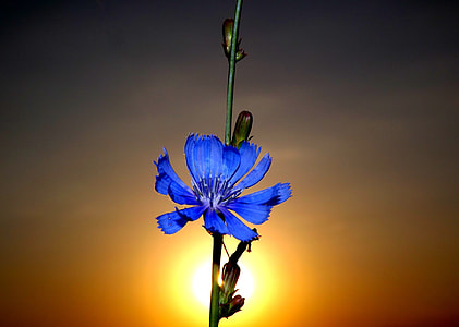 blue multi-petaled flowers closeup photography y thumbnail