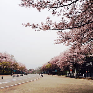 cherry blossom trees thumbnail