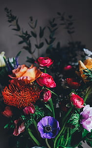 red, purple, and pink flowers thumbnail