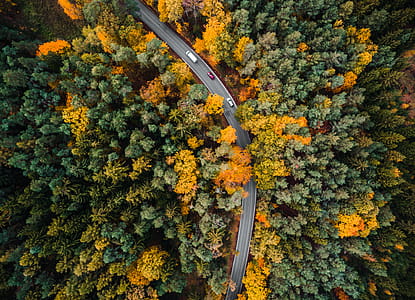 Road in the Woods Aerial thumbnail