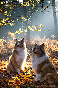 two short coated brown dog surrounded trees thumbnail