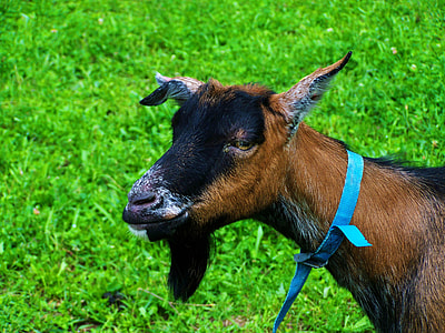 Brown-Black Goat, Bearded thumbnail