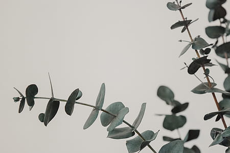selective focus photography of green leafed plant thumbnail