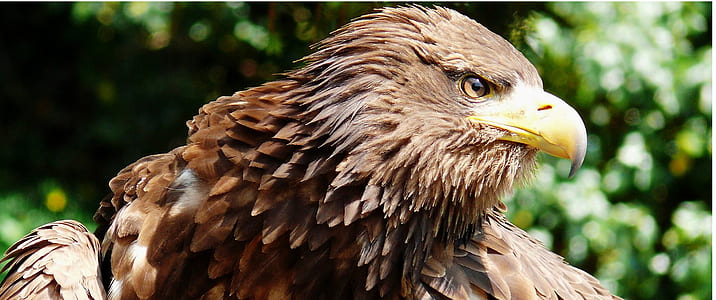 brown bird thumbnail