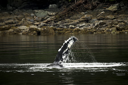 black fish on calm water at daytime thumbnail