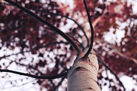 closeup photo of tree branches thumbnail