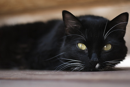 close up photo of black cat thumbnail