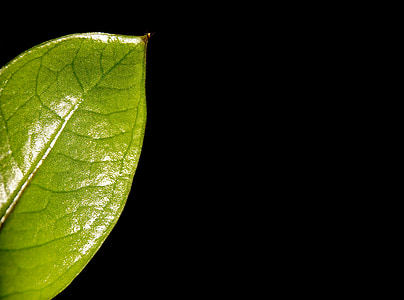 macro photography of leaf thumbnail