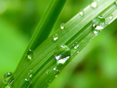 shallow focus photography of green leaf thumbnail