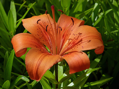 orange tiger lily flower thumbnail