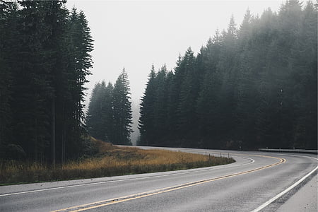 photography of empty road in between trees at daytime thumbnail