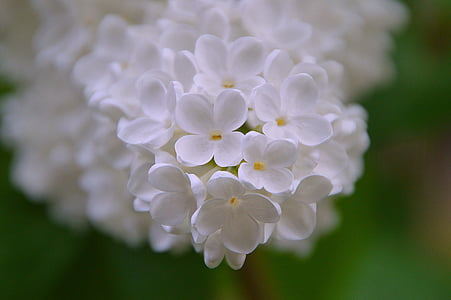 closeup photography of white Aubrieta flowers thumbnail