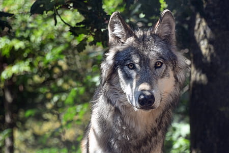 gray and white wolf thumbnail
