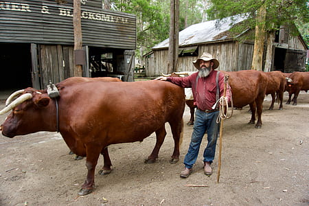 Man Wearing Red Dress Shirt Beside Water Buffalo thumbnail