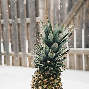 selective focus photo of pineapple outdoor during winter thumbnail