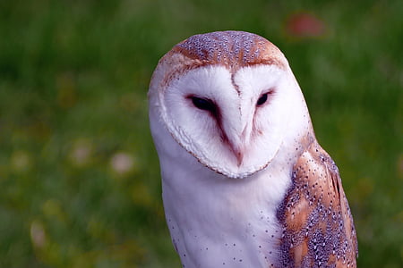macro photography of white and brown owl thumbnail