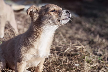 animal, dog, pet, puppy thumbnail
