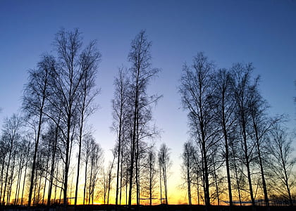 landscape photography of trees under golden hour thumbnail