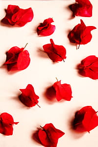 red, romantic, flowers, photography thumbnail