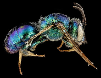 green and blue fly illustration thumbnail