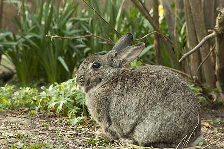 gray rabbit thumbnail