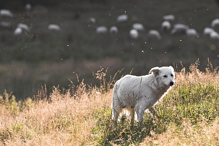 adult white Akbash on the green grass field photography thumbnail