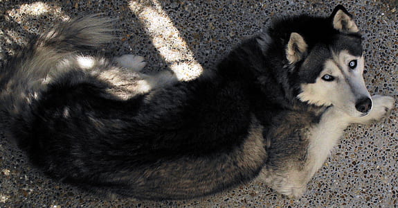 adult Siberian husky lying on concrete floor close-up photo thumbnail