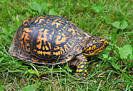 tortoise on grass thumbnail