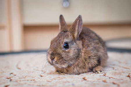 brown and black rabbit on floor thumbnail