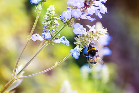 Bee on Flower thumbnail