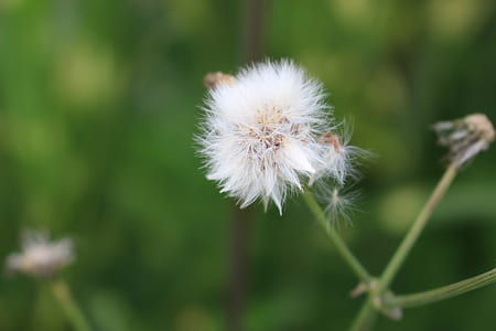 nature, garden, blur, flower thumbnail