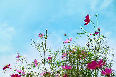 purple cosmos flower in bloom at daytime thumbnail